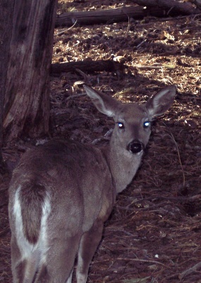 One of the weird deer at Anita Park.